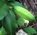 Large leaf Australian wild lime